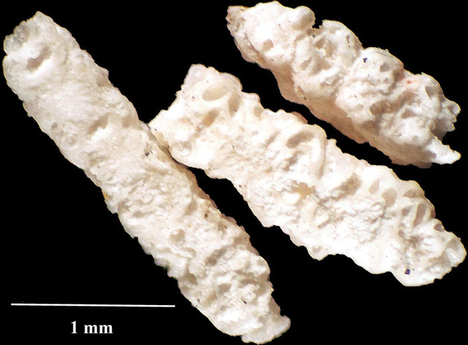 Senckenberg, Bryozoa, Bryozoen, Moostierchen, Sammlung Voigt