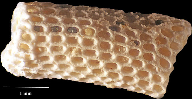 Senckenberg, Bryozoa, Bryozoen, Moostierchen, Sammlung Voigt