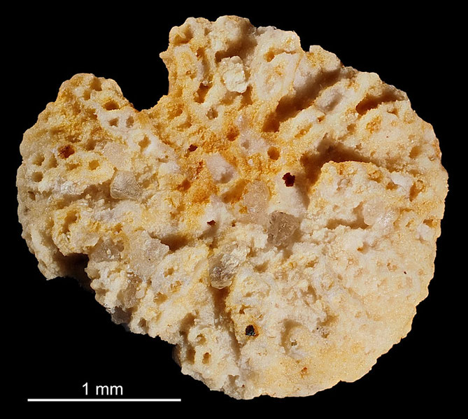 Senckenberg, Bryozoa, Bryozoen, Moostierchen, Sammlung Voigt