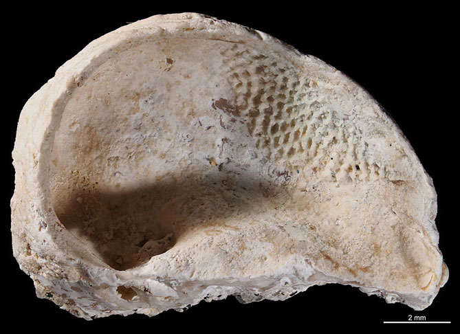 Senckenberg, Bryozoa, Bryozoen, Moostierchen, Sammlung Voigt