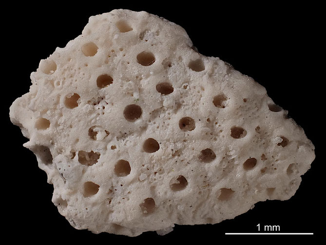 Senckenberg, Bryozoa, Bryozoen, Moostierchen, Sammlung Voigt