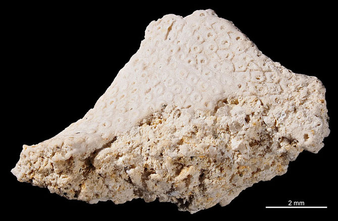 Senckenberg, Bryozoa, Bryozoen, Moostierchen, Sammlung Voigt