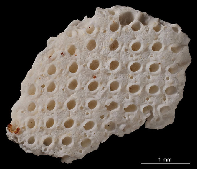 Senckenberg, Bryozoa, Bryozoen, Moostierchen, Sammlung Voigt