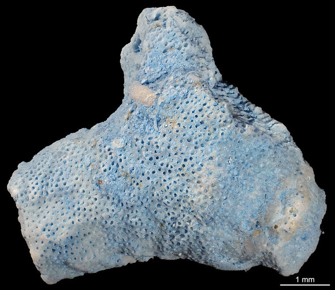 Senckenberg, Bryozoa, Bryozoen, Moostierchen, Sammlung Voigt