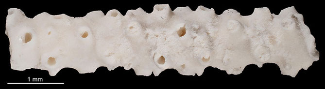 Senckenberg, Bryozoa, Bryozoen, Moostierchen, Sammlung Voigt