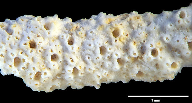 Senckenberg, Bryozoa, Bryozoen, Moostierchen, Sammlung Voigt