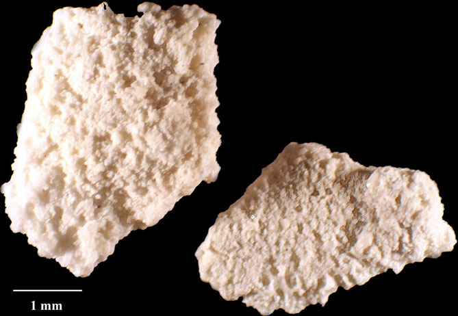 Senckenberg, Bryozoa, Bryozoen, Moostierchen, Sammlung Voigt