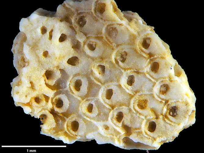 Senckenberg, Bryozoa, Bryozoen, Moostierchen, Sammlung Voigt