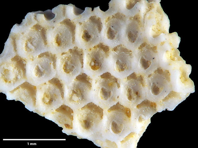 Senckenberg, Bryozoa, Bryozoen, Moostierchen, Sammlung Voigt