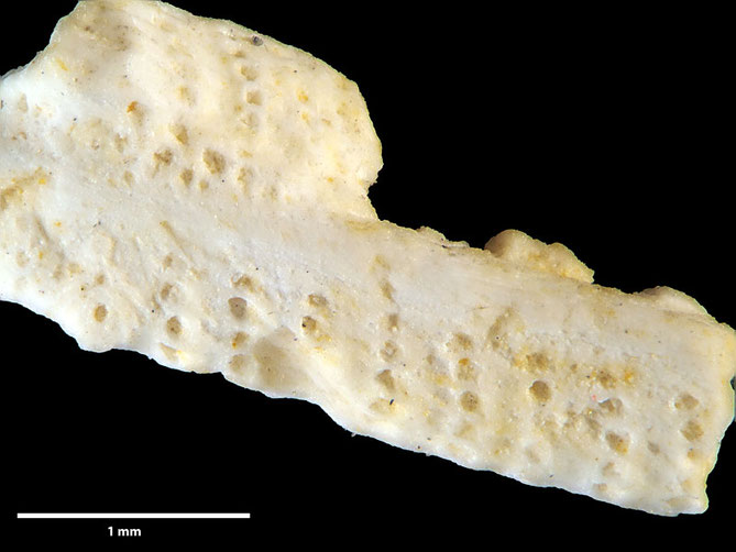 Senckenberg, Bryozoa, Bryozoen, Moostierchen, Sammlung Voigt