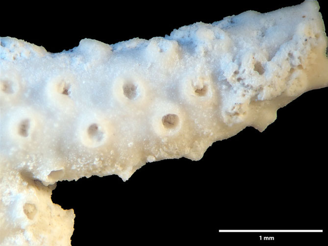 Senckenberg, Bryozoa, Bryozoen, Moostierchen, Sammlung Voigt