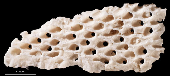 Senckenberg, Bryozoa, Bryozoen, Moostierchen, Sammlung Voigt