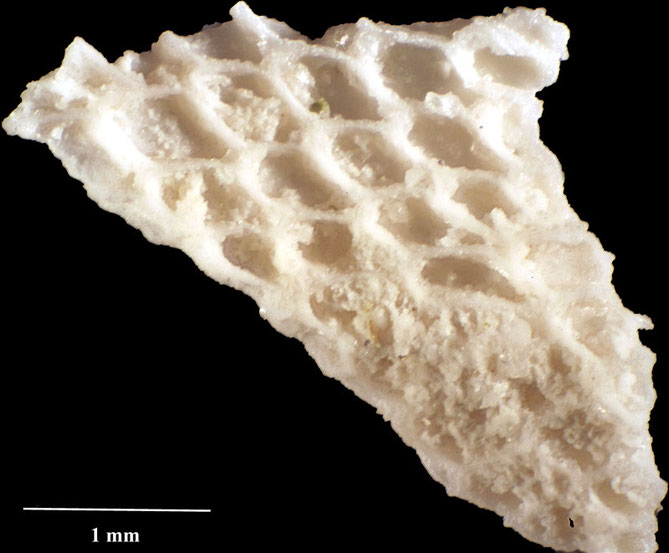 Senckenberg, Bryozoa, Bryozoen, Moostierchen, Sammlung Voigt