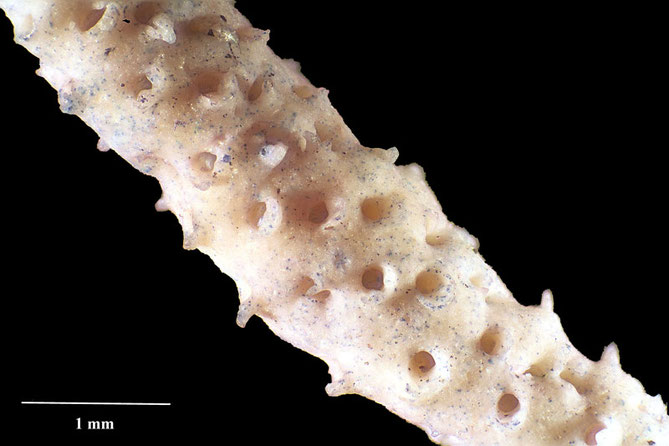 Senckenberg, Bryozoa, Bryozoen, Moostierchen, Sammlung Voigt