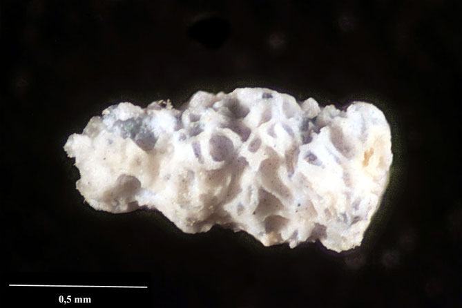 Senckenberg, Bryozoa, Bryozoen, Moostierchen, Sammlung Voigt