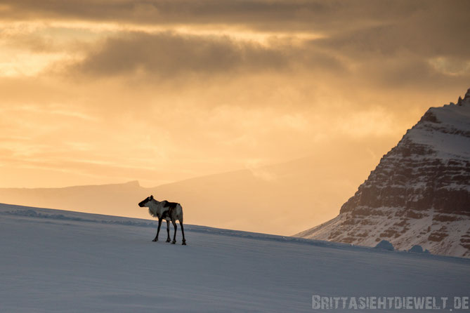 Rentier,Höfn,Sonnenuntergang,Vatnajökull,Island,Winter,Februar,Schnee.