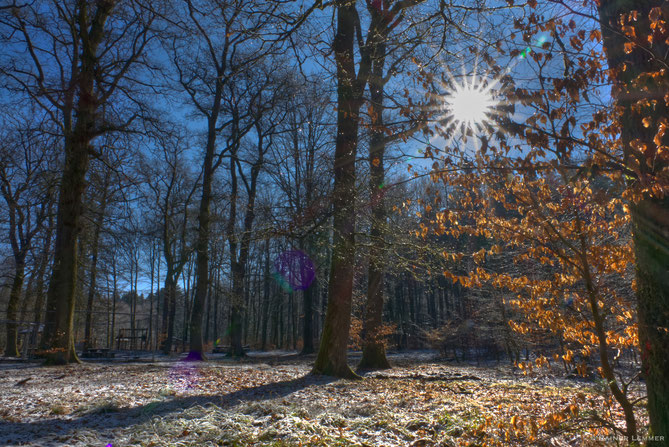 Morgensonne im Wald bei Steinen