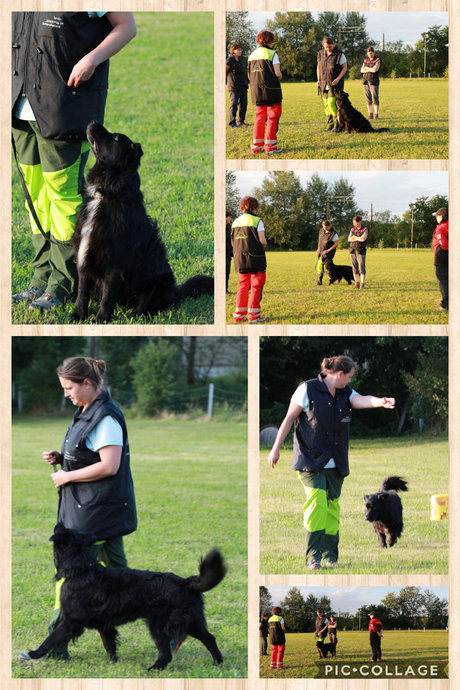 Training am Hundeplatz