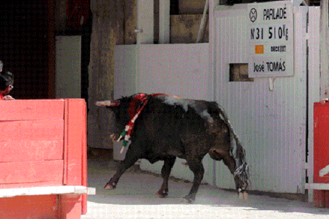 " INGRATO " MOUCHOIR JAUNE/ORANGE : LE TORO DE PARLADE GRACIE PAR JOSE TOMAS. INGRATO MEURT DEUX ANS PLUS TARD, EN JUIN 2014, AU MILIEU DES PRAIRIES DE DON PEDRO DOMECQ EN ANDALOUSIE. NOUS ESPERONS QUE SA TËTE PUISSE ÊTRE RECUPEREE PAR LE MUSEE DE NÎMES.