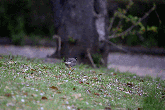 美しが丘だ2公園のムクドリダンス