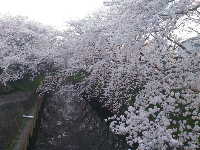 今年はいつもより早く満開を迎えました。