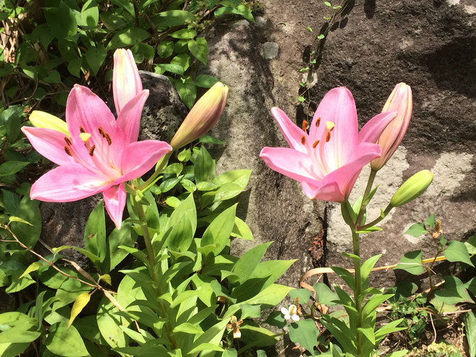庭のゆりの花が咲きました Yukapyon Piano ページ