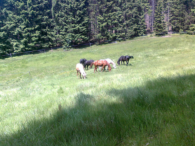 die Junghengstherde des Gestüts Boxberg auf einer der wunderschönen, saftigen Sommerweiden