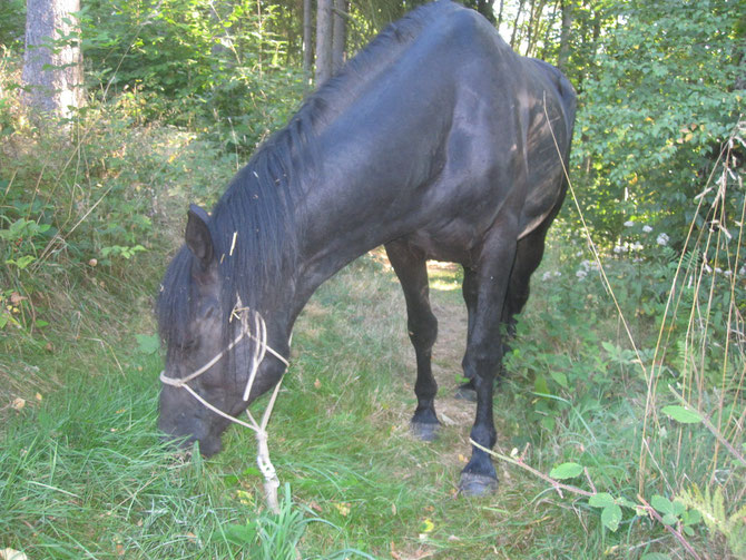 Ein Spaziergang in die Berge