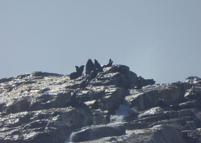 Phoques installés sur un rocher