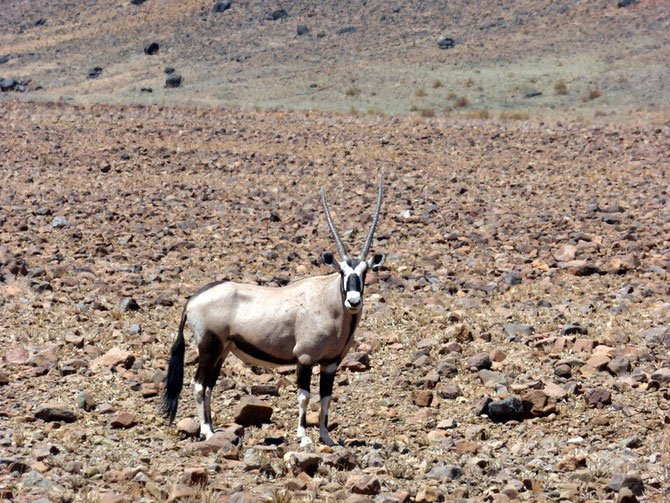 Oryx dans le Namib Naukluft National Park