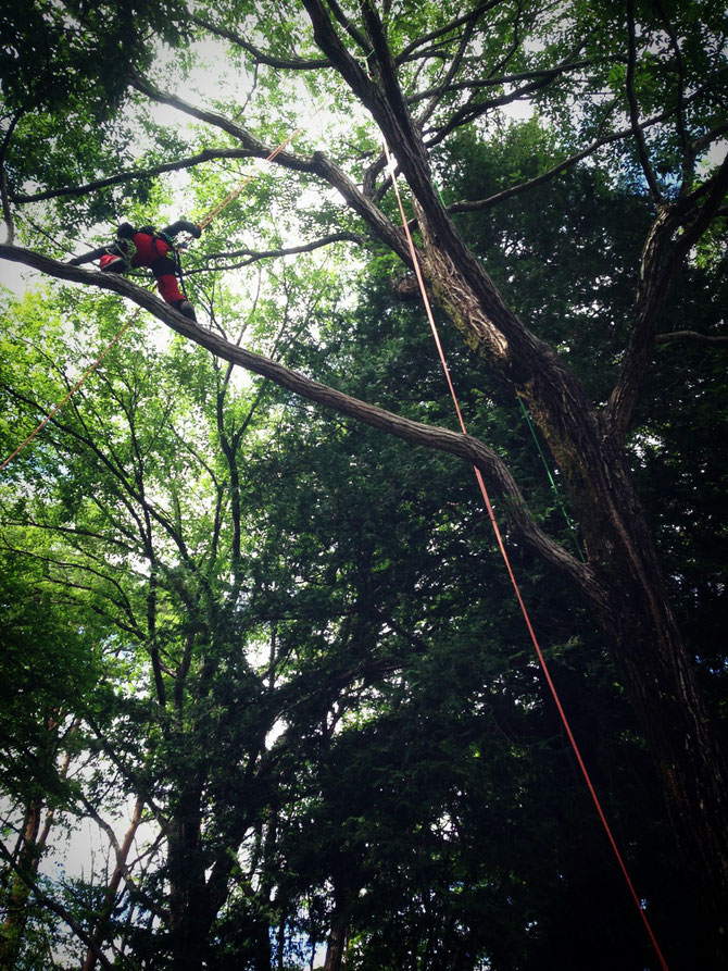 樹上へ専用の道具を使って登り、枝先へアクセスします。