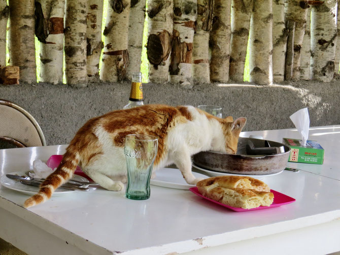 Katzen lieben auch Fisch