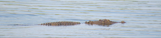Unser Kroko