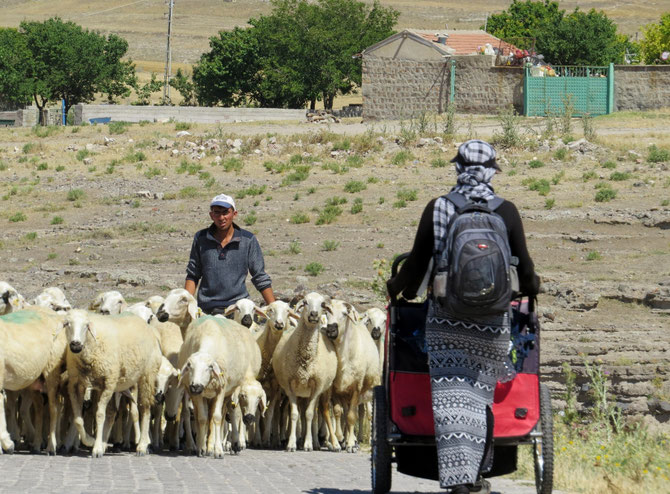 Zum Glück sind die Schafe keine Revierhunde