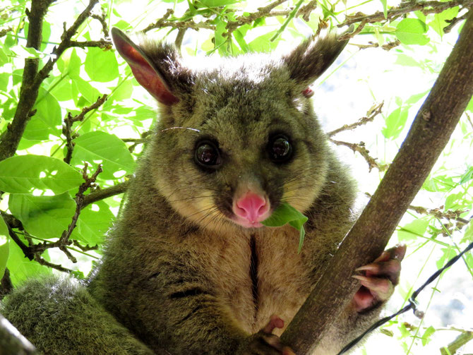 Putziger Opossum