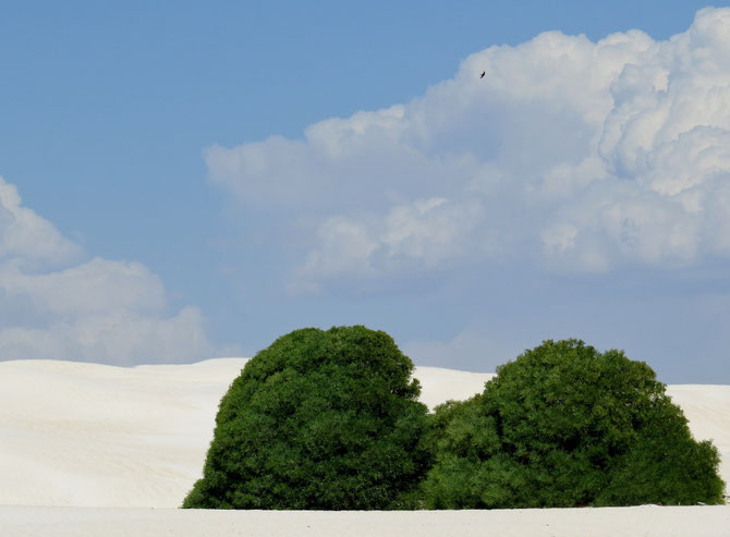 Puderzuckersand mit grünen Hauben