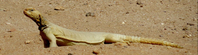 Auch sie lieben die Wüsten - Omanechse