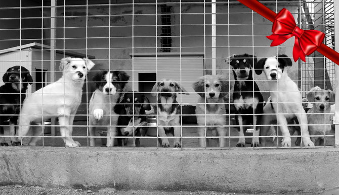 Hilf Einem Sardinienhund Mit Einer Patenschaft Sardinienhunde E V