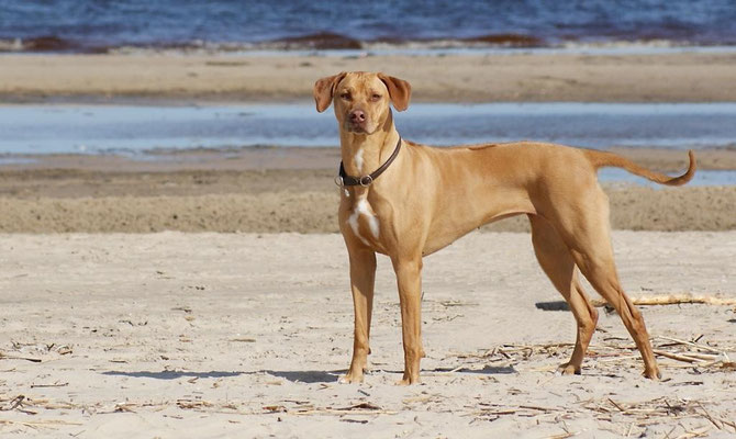 Rhodesian ridgeback Athena Ari Liberta