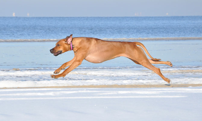 Rhodesian ridgeback Desiree Dea of Luanda