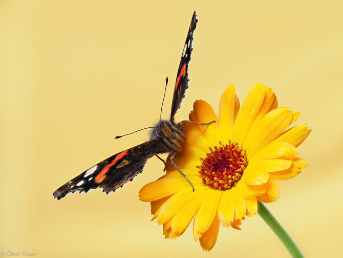 Vanessa atalanta