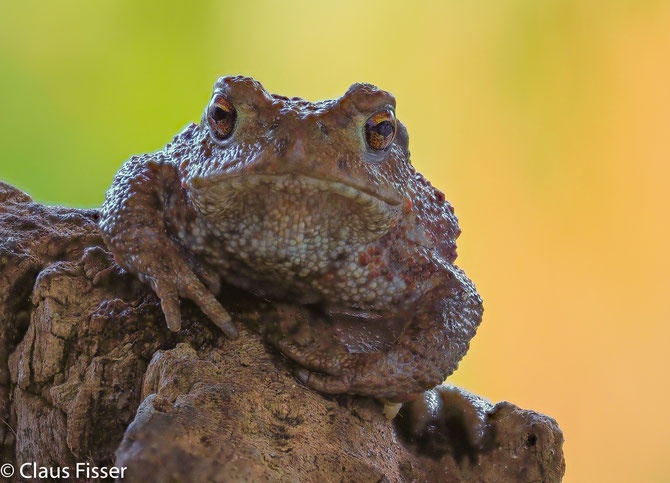 Erdkröte (Bufo bufo)