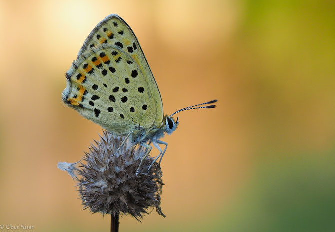 (Lycaena tityrus)