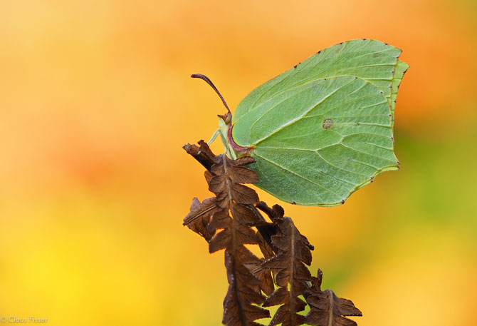 Zitronenfalter (Gonepteryx rhamni)