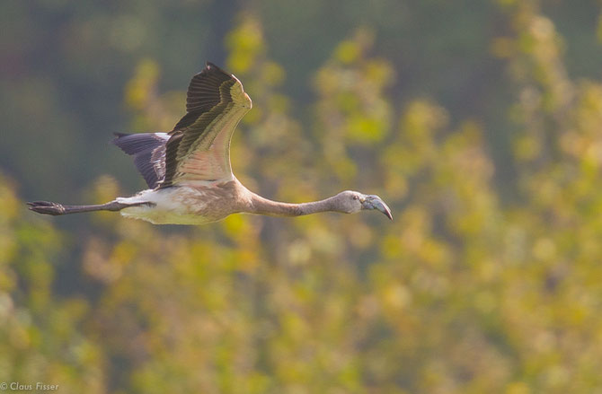 Rosa Flamingo juv.