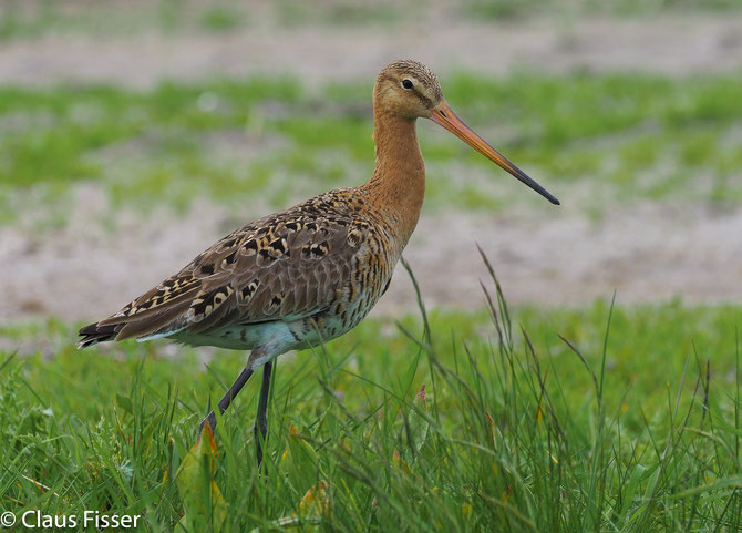 Limosa limosa