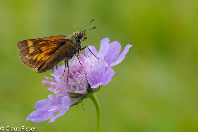 Rostfarbiger Dickkopffalter, Ochlodes sylvanus