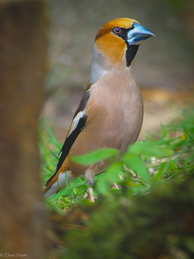 #Kernbeißer #Coccothraustes coccothraustes #Hawfinch #Appelvink 