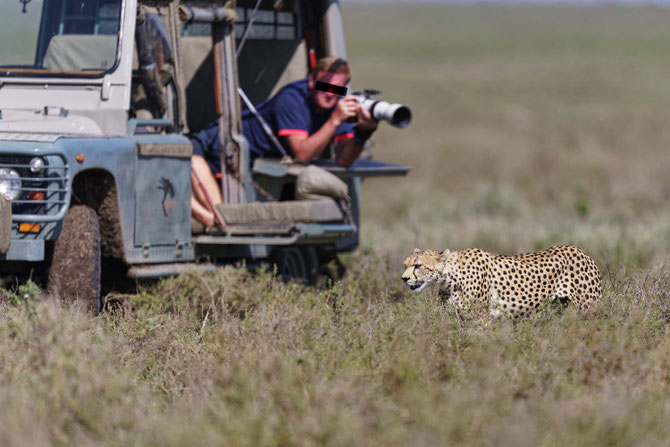 Fotosafari, Kenia, Wildlife Fotografie, Uwe Skrzypczak, DM Tours, Masai Mara