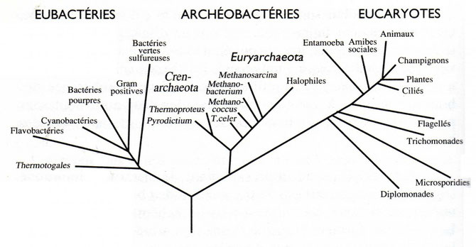 Arbre phylogénétique représentant les principaux embranchements du vivant. Source: wikipédia.